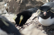 Kronenpinguin (01 von 10).jpg